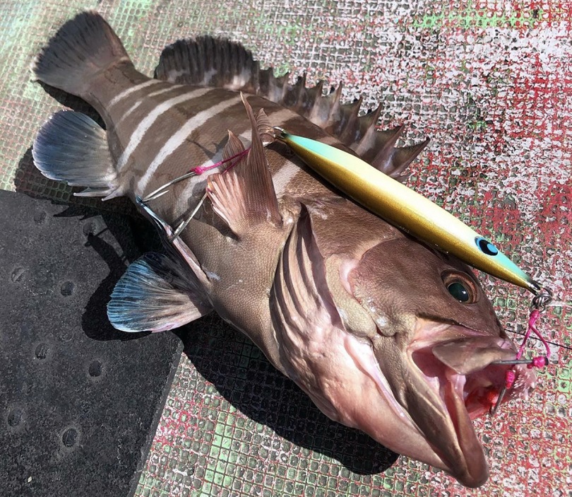 オーシャンフィールドslj