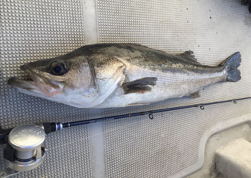 グラップラーbb,lj